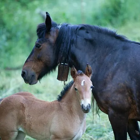 בית כפרי La Majada De Penacorada *