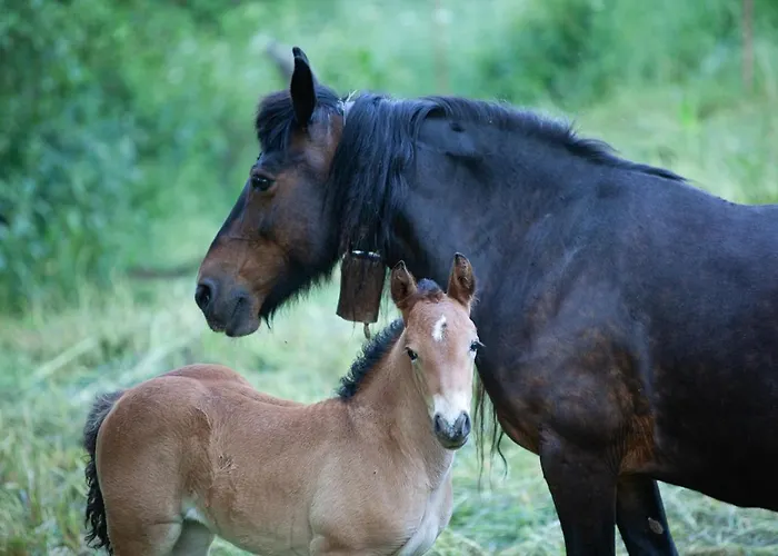 Casa de Campo La Majada De Penacorada *